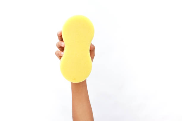 Close-up of a woman holding a yellow sponge, ready for cleaning. White background.