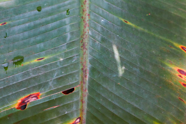 Detailed Green Leaf Veins Pattern Tropical Flora Close-up