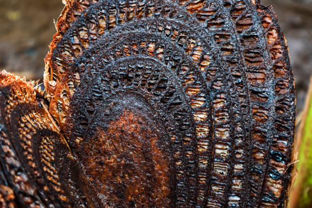 Dark Brown Wood Texture Close Up Detail