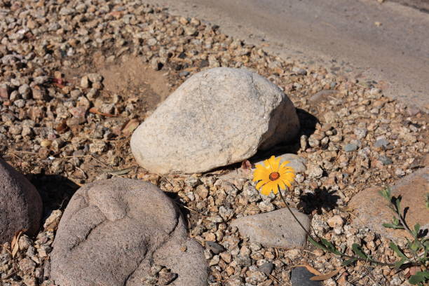 istock African Daisy (Dimorphotheca sinuata) flowers in Spring at Roadside Verge 2204820492