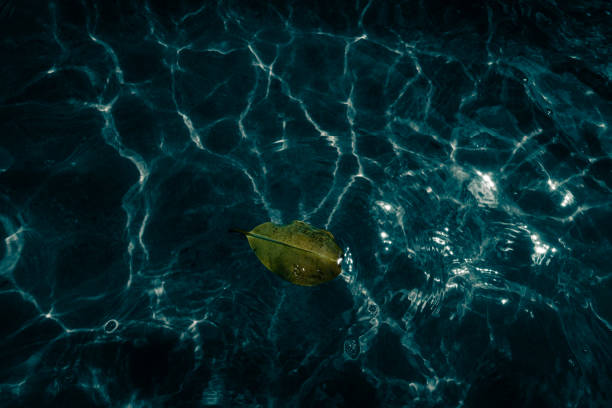 leaf in dark sea water, top view, close up