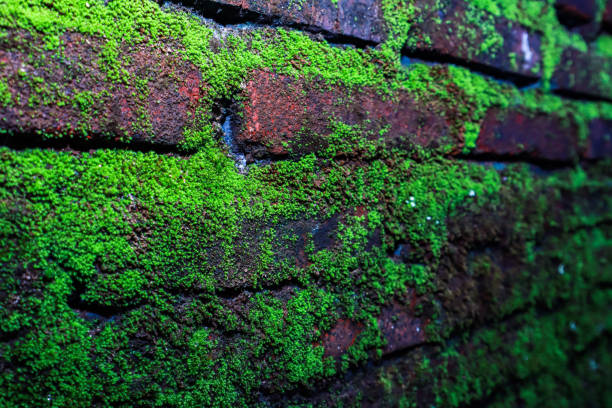 istock Green Moss Growing on Brick Wall Texture Nature Abstract Background 2204820863