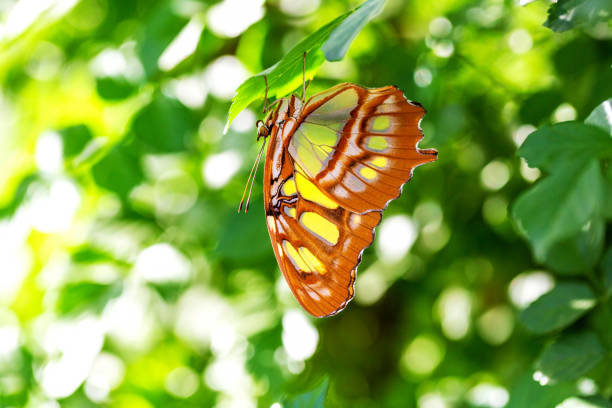 Swallowtail butterfly on the leaf