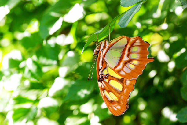 Butterfly is on the flowers