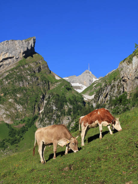 istock Grazing cows in Appenzell Canton, Switzerland. 2204823282