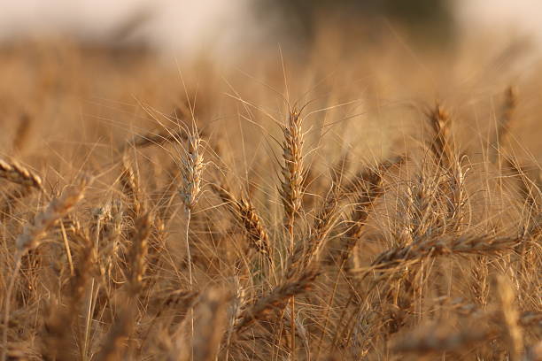 istock Dry wheat ear closeup. Selective focus. Nature concept. 2204823320