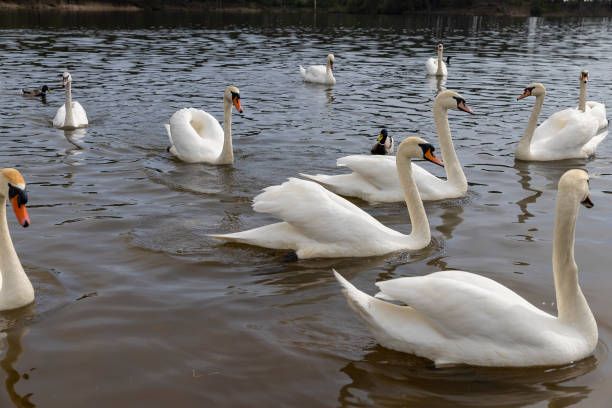 istock white swans during their arrival in eastern Europe 2204823677