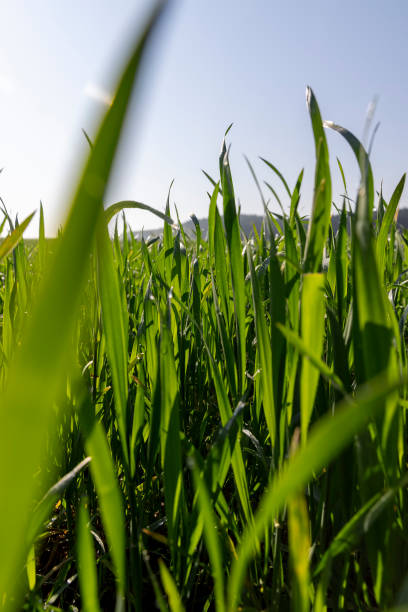 istock illuminated by sunlight green blades of cereal in spring 2204823936