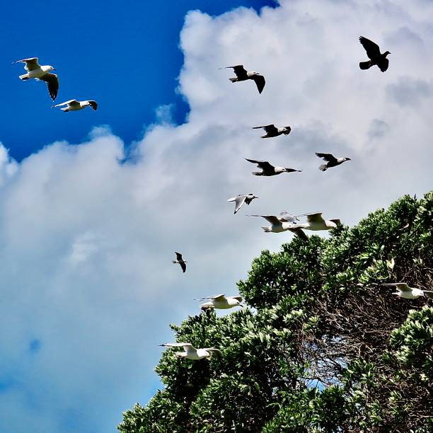istock Seagulls flying above a Pohutakawa Tree in Auckland 2204824219