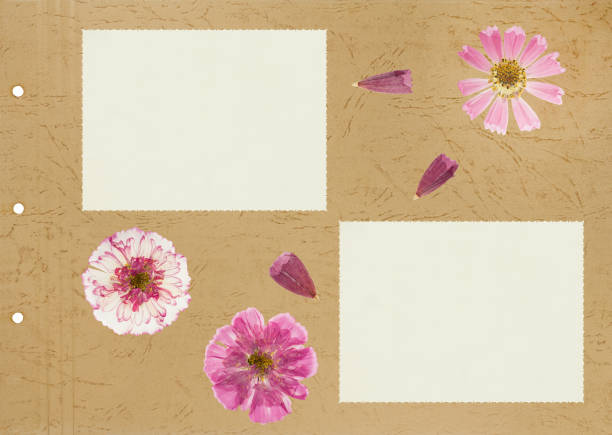 Scrapbook composition with flowers elements and photo frame. Page for stories. Layout photo album with empty photo frames. Page from an old photo album. Flowers Cosmos, kosmeya.