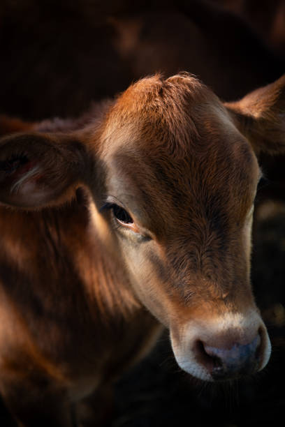 istock Sweet little calf 2204830433