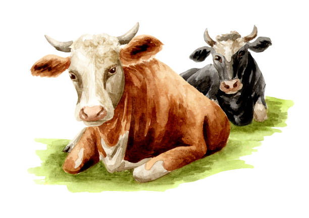 istock ows lying on the grass, Hand drawn watercolor illustration, isolated on white background 2204830563