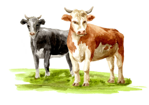 istock ows standing on the grass. Hand drawn watercolor illustration, isolated on white background 2204830564