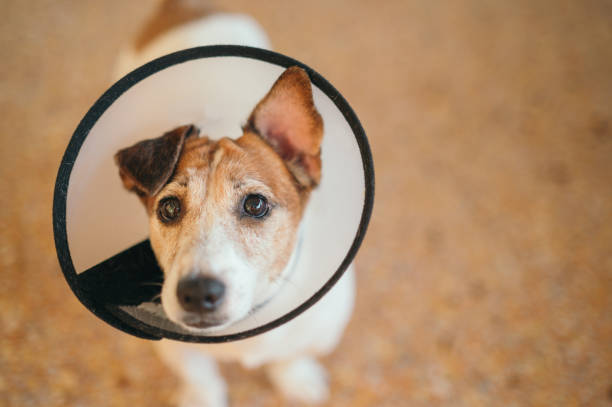 istock small dog with a medical cone looking up with a sad yet hopeful expression 2204831962