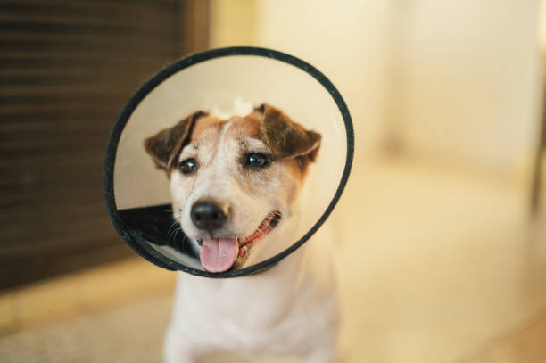 istock happy jack russell terrier wearing a recovery cone and looking cheerful 2204831985