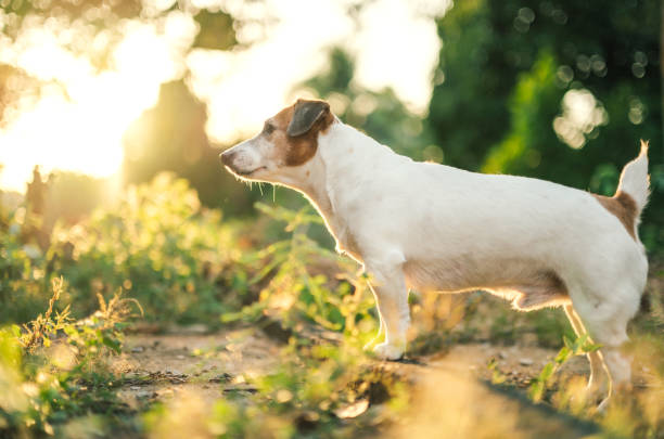 A Jack Russell Terrier lies down on a moss-covered rock in a forest glowing with autumn hues. The dog's relaxed pose reflects the peacefulness of the natural setting.