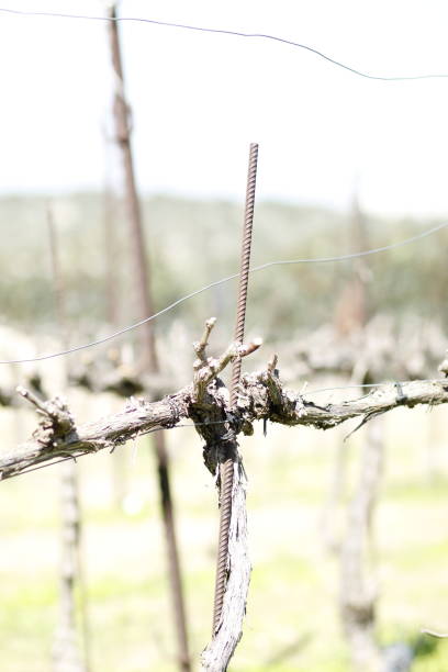 istock vineyards in early spring at the winery 2204834459