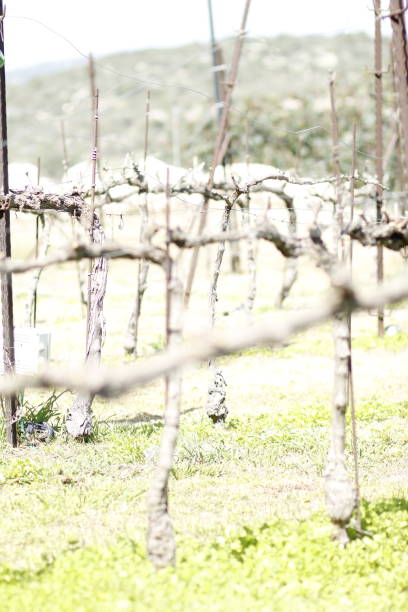 Curved vine tied on wire with small leafs on plantation and green field on blurred background at countryside