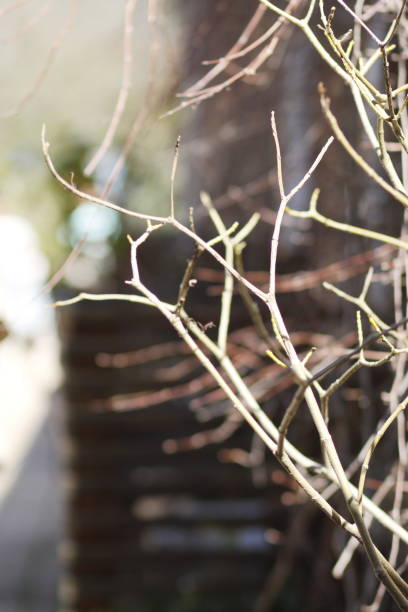 istock dry branches on the wall of the house 2204834782
