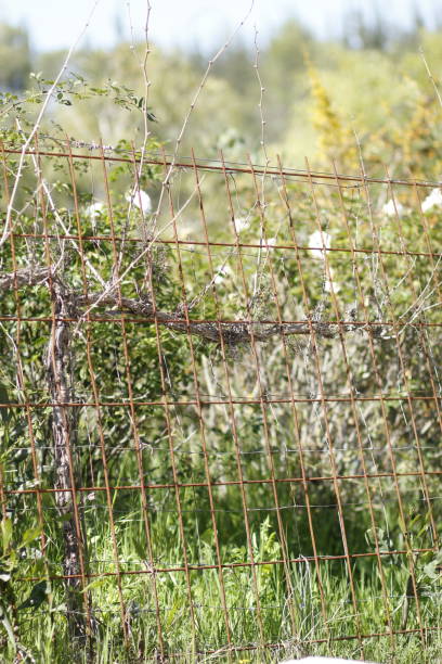 istock beautiful landscape around the winery in early spring 2204834810
