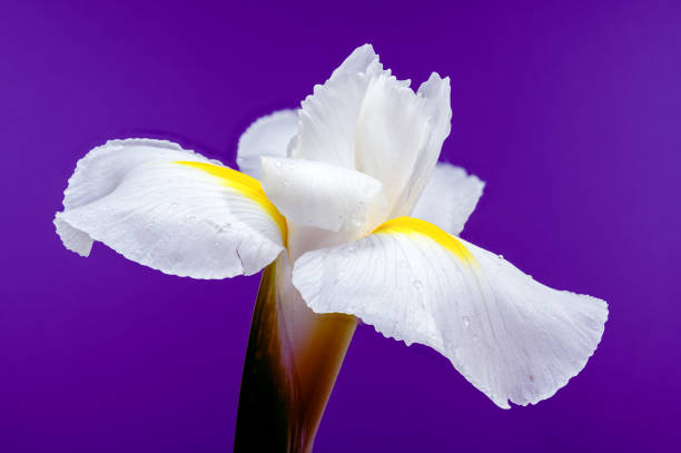 istock White Iris Hollandica Alaska Flower on purple background 2204835776