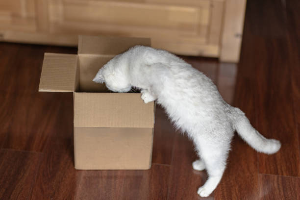 Curious white shorthair cat is looking inside a cardboard box