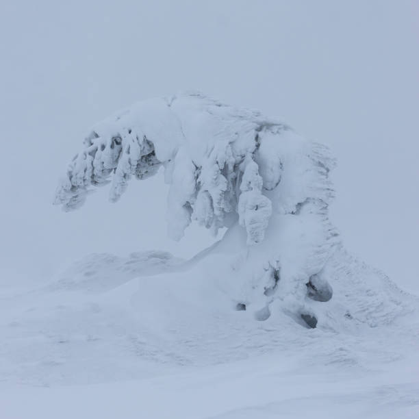 Snowy trees in Finnish Lapland