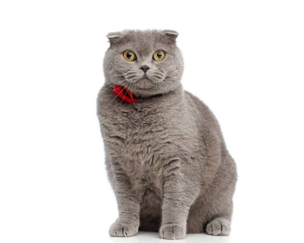 istock cute british shorthair cat wearing red bowtie sitting 2204837028