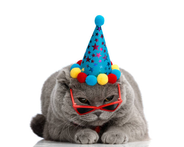 adorable grey cat wearing sunglasses and blue birthday cap is lying down while isolated on white background, looking suspicious