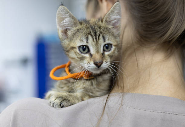istock A veterinarian holds a small rescued kitten on his shoulder at a veterinary clinic while helping the abandoned animal. The cute kitten looks around curiously while sitting on the doctor's shoulder. 2204837515