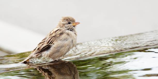 istock Sparrow on Water Fountain Edge 2204837804