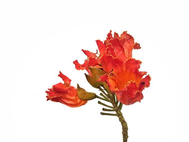 istock African tulip flower (Spathodea campanulata) isolated on white background 2204837834