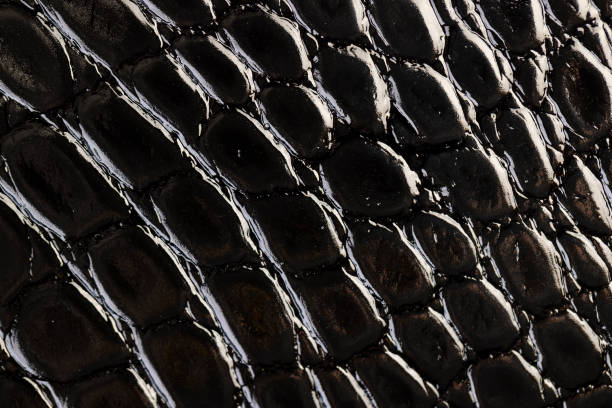 istock black polished leather dyed black with embossed crocodile leather 2204839186