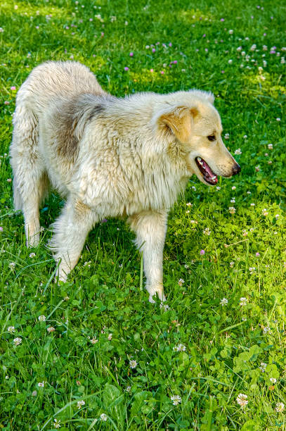 istock Golden Retriever trotting on the grass 2204839210