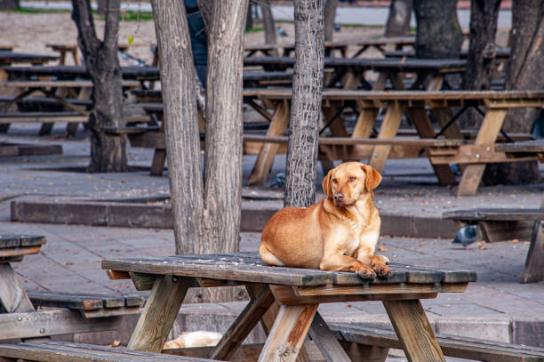 Dog lying on picnic table in park