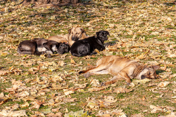 Dogs sleeping among fallen leaves in autumn