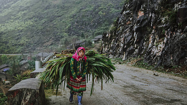 Corn Harvesting, Small Ethnic Village, H'Mong people in her traditional costume in Hà Giang, Vietnam.