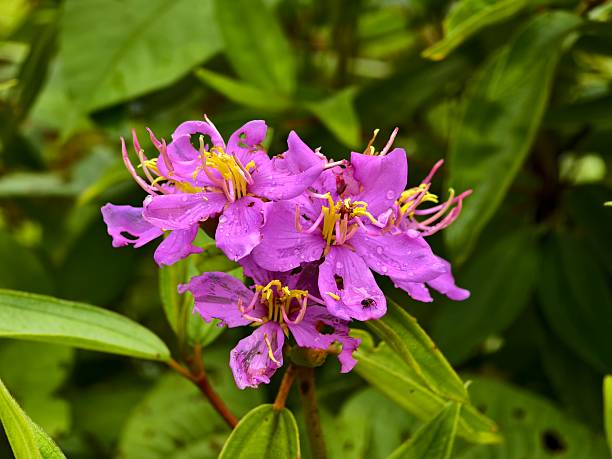 Melastoma flower in the morning