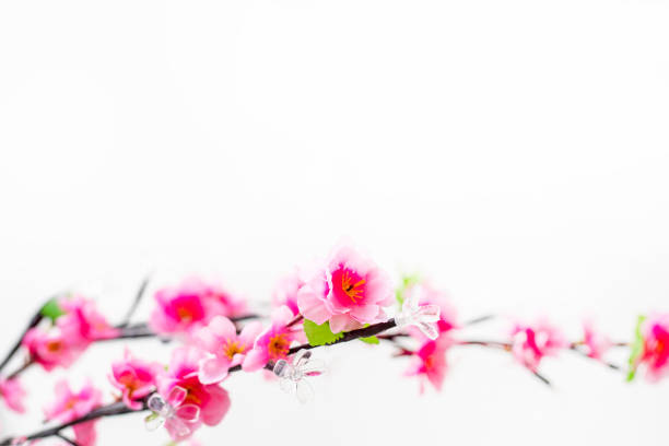 beautiful branch of pink sakura on a light background.