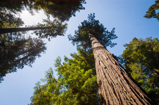 Redwood National Park in California