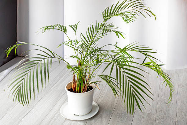 istock beautiful green palm tree in a light interior. Plants in the interior 2204842286