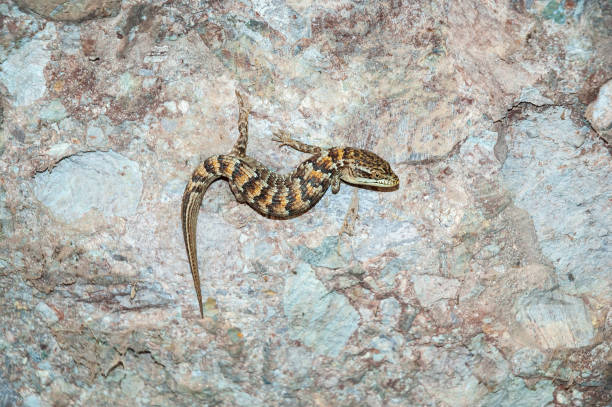istock Little Lizard at Pinnacles National Park 2204842727