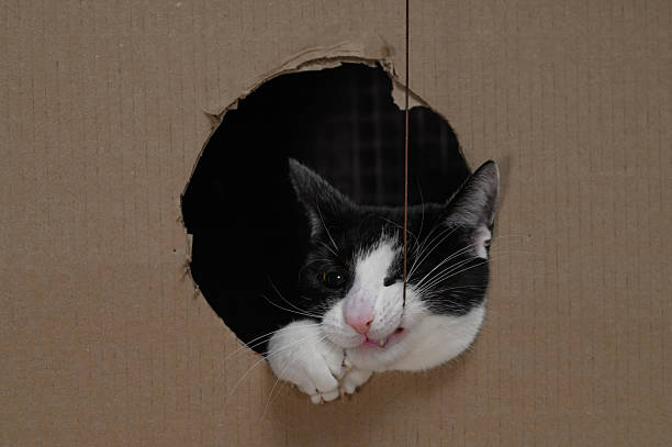 istock Domestic predator, cat, holding its prey in its teeth, string, funny kitten during play 2204842888