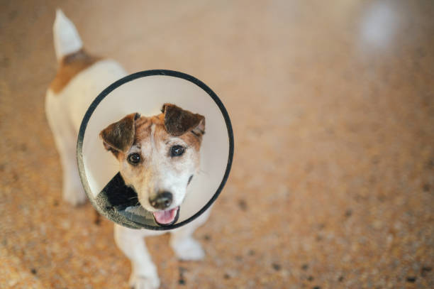 istock A jack russell terrier wearing a protective recovery cone looking up with a curious and endearing expression. 2204843005
