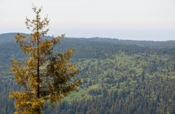 istock Forest Overlook at Redwood National Park 2204843088