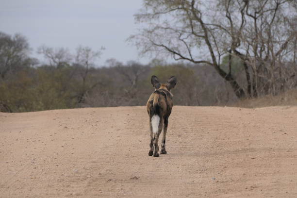 safari in south africa