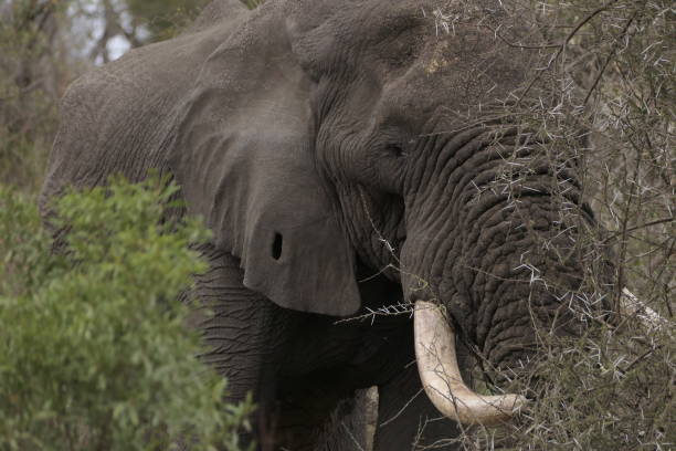 istock safari in south africa 2204844262