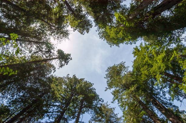 istock Towering Redwoods at Redwood National Park 2204844367
