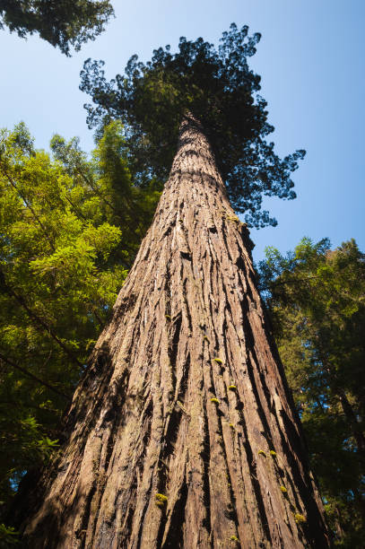 istock Towering Redwoods at Redwood National Park 2204844421