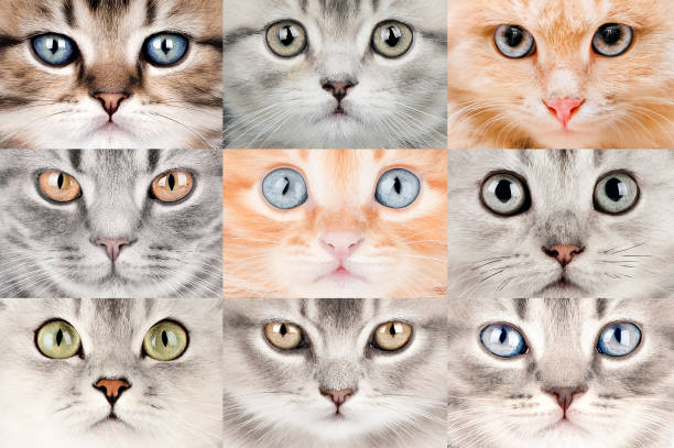 set of different cat eyes close up.
